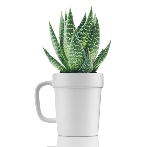 16 oz Planter Mug